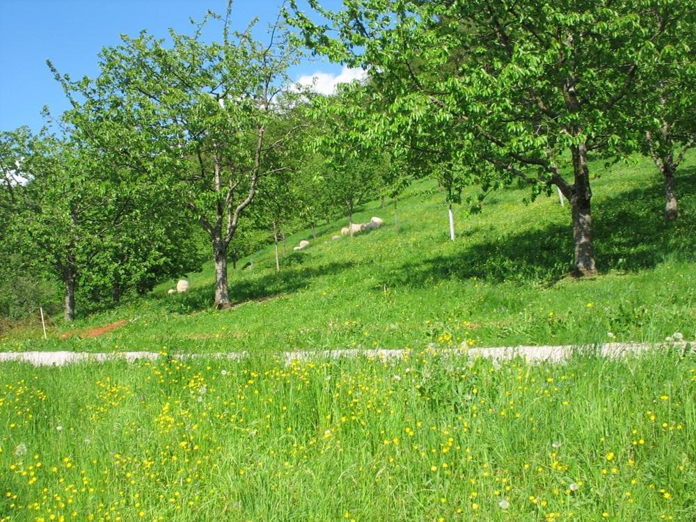 Fischer Seebach